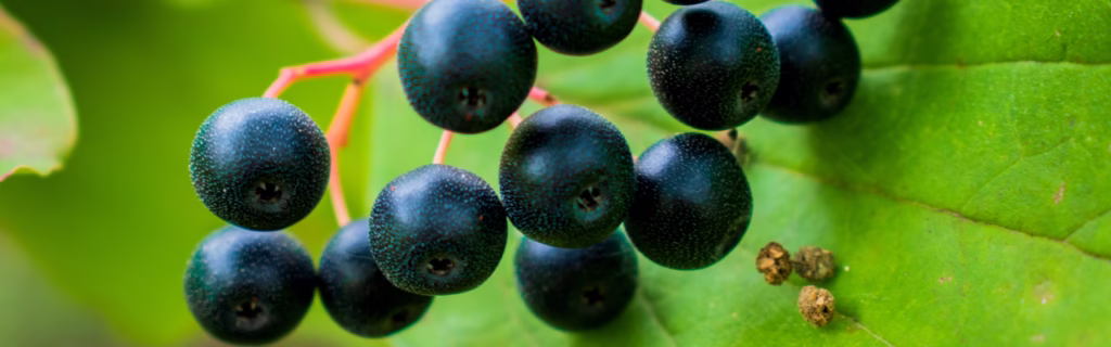 Schwarze Johannisbeere